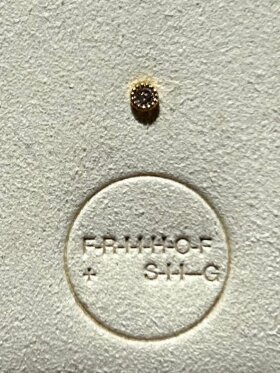 Friihof+Siig - One Piece guld med rund sten